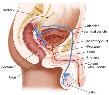 erectile dysfunction