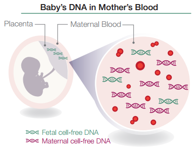 fetal cell-free dna