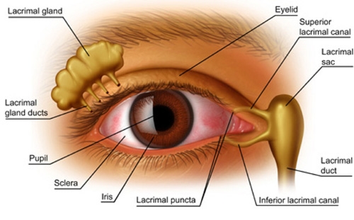 dry eye scheme