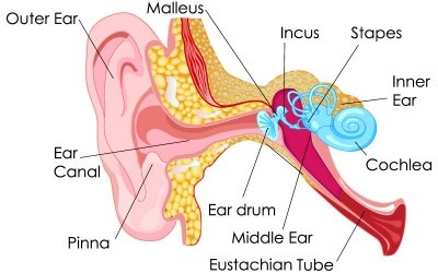 ear