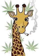 marijuana animal