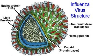 flu virus