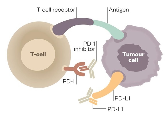 t-cells